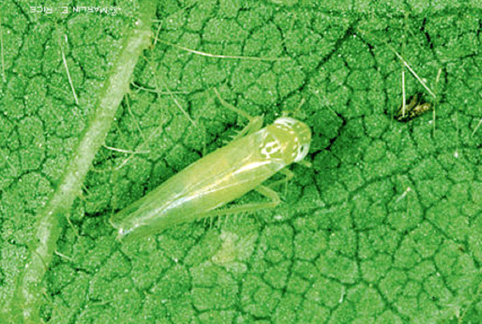 Potato Leafhopper adult
